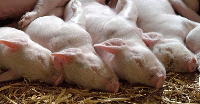 Trudności dla hodowców świń