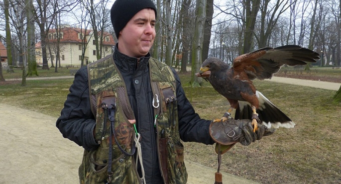 Trzy jastrzębie płoszyły gawrony