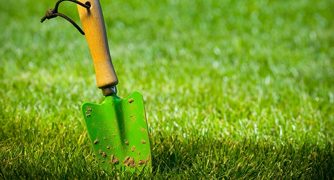 Zadbana murawa jest ozdobą ogrodu i tłem dla roślin