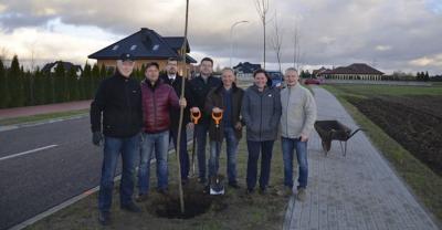 Posadzono już nowe drzewa