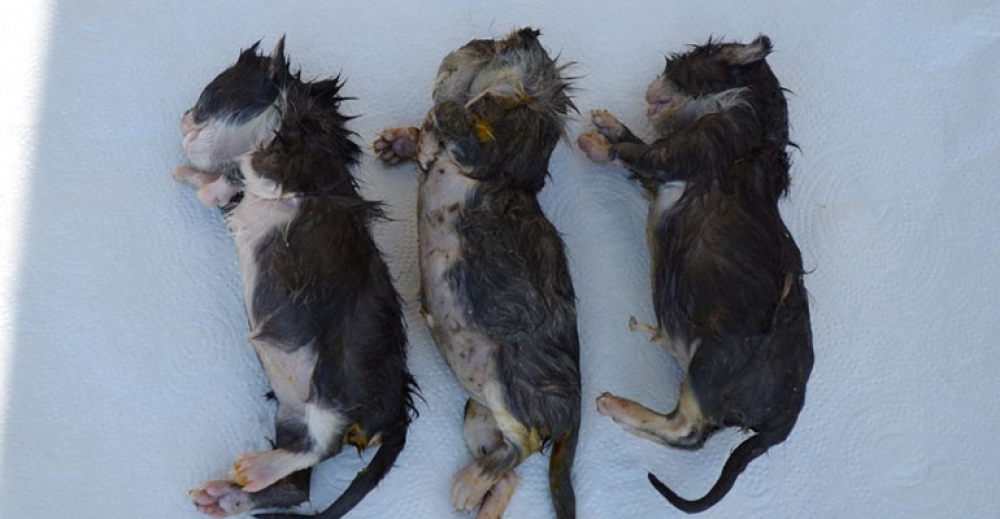 Ktoś utopił w stawie kocięta