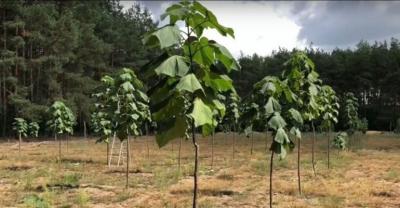 Drzewo na miarę naszych czasów