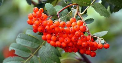 Jarzębina dla zdrowia