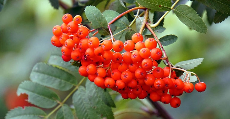 Jarzębina dla zdrowia